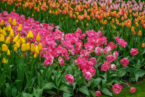 Egzotik Bahar Çiçekleri Hollanda Yetişir Yakın Çekimde Güzel Hollanda Çiçek — Stok fotoğraf