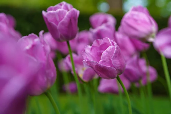 Jardin Fleurs Tulipes Aux Pays Bas Printemps Nature Fleurir Gros — Photo