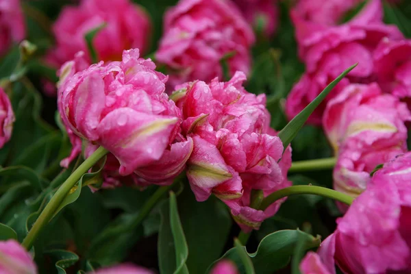 Jardin Fleurs Tulipes Aux Pays Bas Printemps Nature Fleurir Gros — Photo