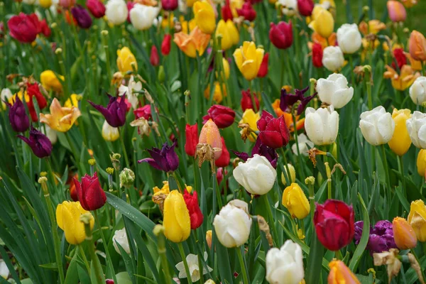 Сад Цветов Тюльпана Нидерландах Весной Природа Расцветает Крупным Планом Цветочный — стоковое фото