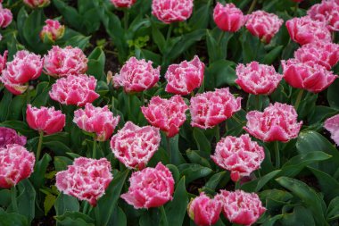 Hollanda'da lale çiçekleri bahçesi. Bahar doğa yakın çiçek. Hollanda alanlarında çiçek açan egzotik çiçekler ile güzel çiçek arka plan. Hollanda çiçek tasarımında doğanın güzelliği