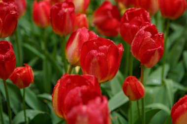 Hollanda'da lale bahçesi Keukenhof güzel dekoratif çiçekler çiçek. Duvar kağıdı tasarımı için egzotik renkli çiçekler. Canlı bahar çiçeği ile Çiçek arka plan, yakın çekim