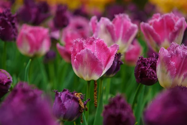 Fleurs Printemps Exotiques Poussent Aux Pays Bas Beau Champ Fleurs — Photo