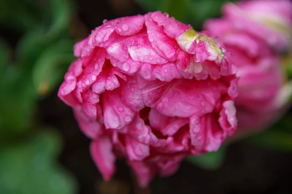 Vackra Dekorativa Blommor Blommar Tulpan Trädgård Keukenhof Nederländerna Exotiska Färgglada — Stockfoto