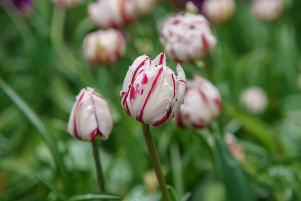 Jardín Flores Tulipán Primavera Flores Decorativas Holandesas Florecen Hermosas Plantas — Foto de Stock