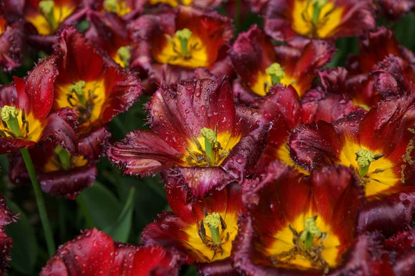 Κήπος Λουλούδια Τουλίπα Στην Ολλανδία Ανοιξιάτικη Φύση Ανθίζει Από Κοντά — Φωτογραφία Αρχείου