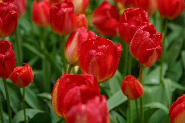 Hollanda'da lale bahçesi Keukenhof güzel dekoratif çiçekler çiçek. Duvar kağıdı tasarımı için egzotik renkli çiçekler. Canlı bahar çiçeği ile Çiçek arka plan, yakın çekim