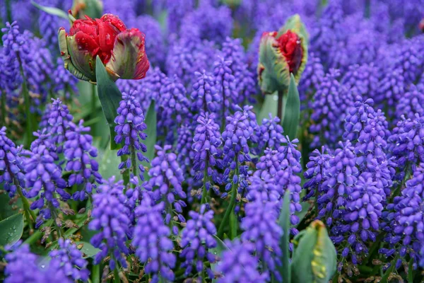 Hollanda çiçek tarlası ilkbahar mevsiminde çiçek açar. Egzotik dekoratif bitkiler Hollanda'nın alanlarında yetişir. Hollanda ilinde renkli çiçekler ile güzel duvar kağıdı