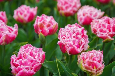 Hollanda 'da Lale çiçek bahçesi. Bahar sezonunda güzel dekoratif bitkiler çiçek. Egzotik renkli çiçekler arka plan. Canlı doymuş renkler ve odak yakın