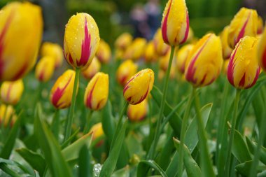 Egzotik bahar çiçekleri Hollanda'da yetişir. Yakın çekimde güzel Hollanda çiçek tarlası. Çiçek arka plan tasarımı için dekoratif renkli bitkiler.