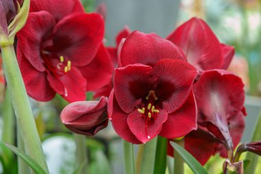 Egzotik bahar çiçekleri Hollanda'da yetişir. Yakın çekimde güzel Hollanda çiçek tarlası. Çiçek arka plan tasarımı için dekoratif renkli bitkiler.