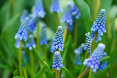 Hollanda 'da Lale çiçek bahçesi. Bahar doğa çiçeği yakın yukarı. Hollanda tarlalarında çiçeklenme egzotik çiçekler ile güzel çiçek arka plan. Hollandalı çiçek tasarımında doğanın güzelliği