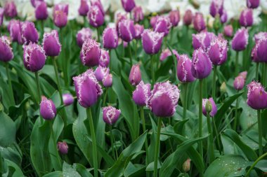 İlkbahar sezonunda Hollandalı çiçek alan çiçek. Hollanda alanlarında büyüyen egzotik dekoratif bitkiler. Hollanda eyaletinde renkli çiçekler ile güzel duvar kağıdı
