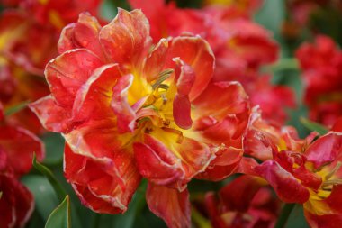 Hollanda 'da Lale çiçek bahçesi. Bahar sezonunda güzel dekoratif bitkiler çiçek. Egzotik renkli çiçekler arka plan. Canlı doymuş renkler ve odak yakın