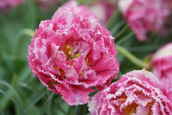 Belles Fleurs Décoratives Fleurissent Dans Jardin Tulipes Keukenhof Aux Pays — Photo