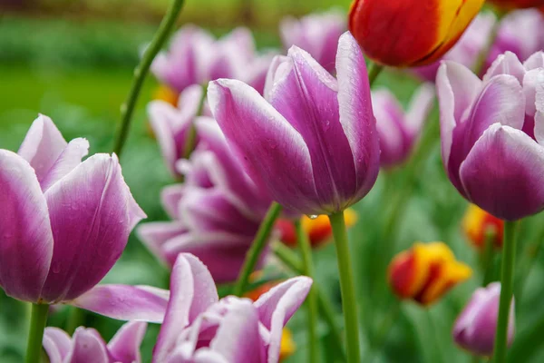Champ Fleurs Hollandais Fleurissent Printemps Plantes Décoratives Exotiques Poussant Dans — Photo
