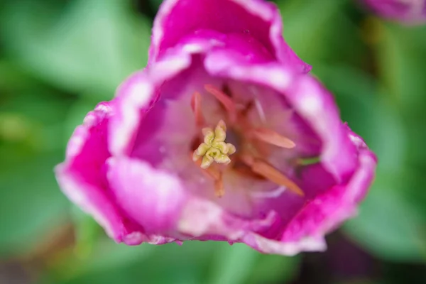 Jardin Fleurs Tulipes Aux Pays Bas Belle Floraison Plantes Décoratives — Photo