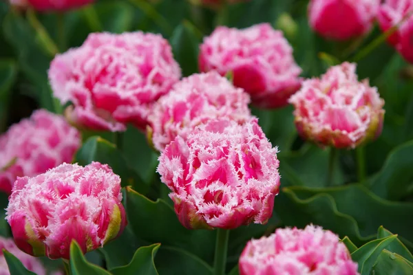 Jardin Fleurs Tulipes Aux Pays Bas Printemps Nature Fleurir Gros — Photo