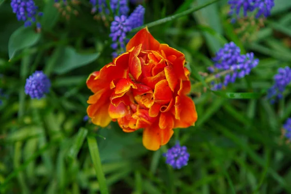 オランダのチューリップフラワーガーデン 間近に春の自然が咲きます オランダのフィールドに咲くエキゾチックな花と美しい花の背景 オランダの花のデザインで自然の美しさ — ストック写真