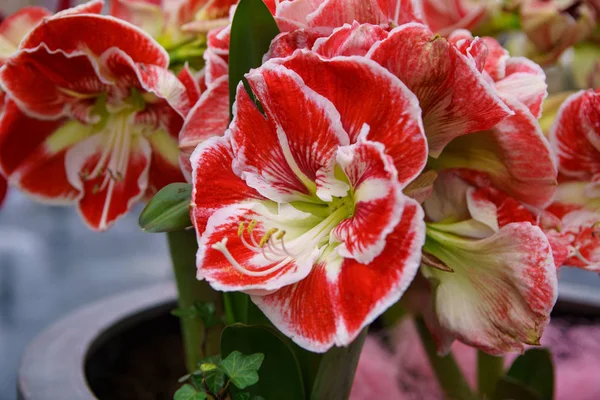 Belles fleurs exotiques de tulipes cultivées dans le jardin des Pays-Bas — Photo