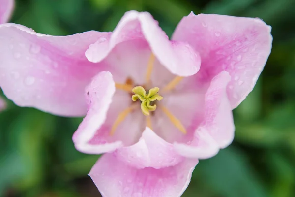 春にはオランダの花畑が咲きます オランダのフィールドで成長するエキゾチックな装飾植物 オランダの州でカラフルな花と美しい壁紙 — ストック写真