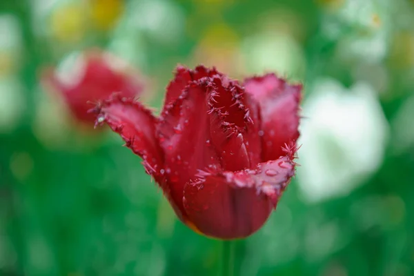 Ολλανδικό Άνθος Λουλουδιών Στην Εποχή Της Άνοιξης Εξωτικά Διακοσμητικά Φυτά — Φωτογραφία Αρχείου