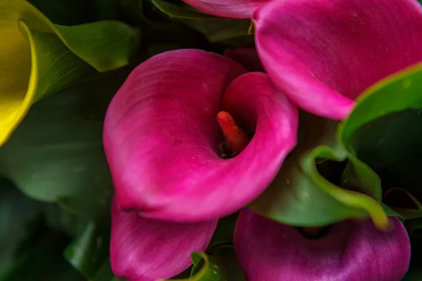 Belles fleurs exotiques de tulipes cultivées dans le jardin des Pays-Bas — Photo