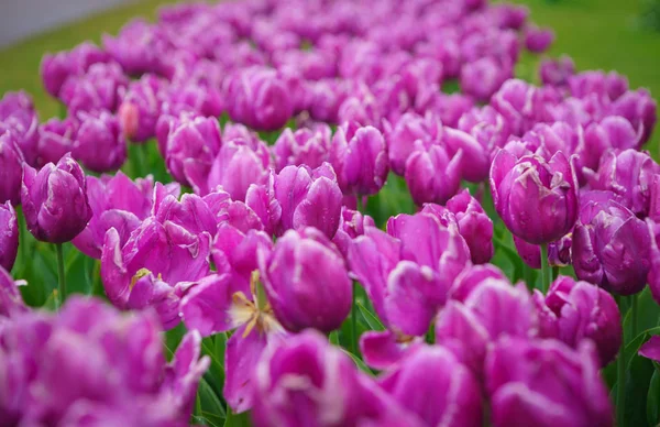 Цветочный Сад Тюльпан Весенний Сезон Голландские Декоративные Цветы Цветут Красивые — стоковое фото