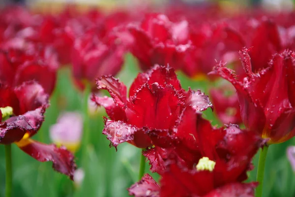 Jardin Fleurs Tulipes Printemps Fleurs Décoratives Hollandaises Fleurissent Belles Plantes — Photo