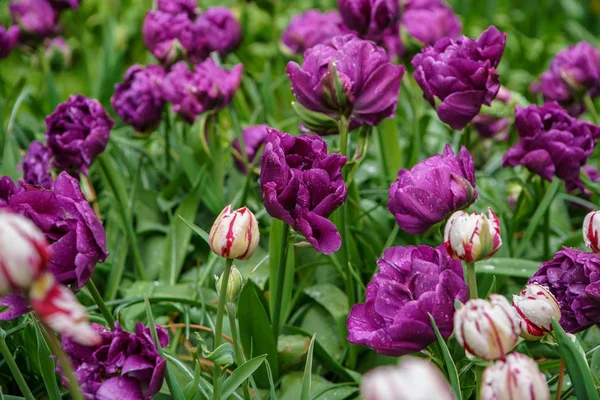 Holländische Blumenfelder Blühen Frühling Exotische Zierpflanzen Die Auf Den Feldern — Stockfoto