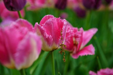 Hollanda 'da Lale çiçek bahçesi. Bahar doğa çiçeği yakın yukarı. Hollanda tarlalarında çiçeklenme egzotik çiçekler ile güzel çiçek arka plan. Hollandalı çiçek tasarımında doğanın güzelliği
