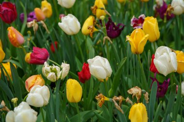 İlkbahar sezonunda Hollandalı çiçek alan çiçek. Hollanda alanlarında büyüyen egzotik dekoratif bitkiler. Hollanda eyaletinde renkli çiçekler ile güzel duvar kağıdı