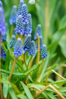 Güzel dekoratif çiçekler Hollanda 'da lale bahçesinde Keukenhof çiçek. Duvar kağıdı tasarımı için egzotik renkli çiçekler. Canlı bahar çiçekleri ile Floral arka plan, yakın çekim