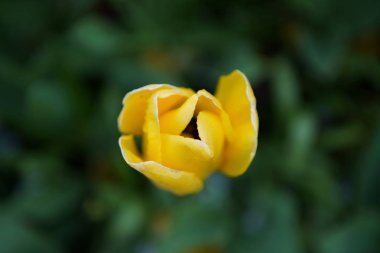 Hollanda 'da lale bahçesinde Keukenhof güzel dekoratif çiçek çiçek