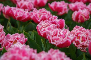 Hollanda 'da Lale çiçek bahçesi. Bahar doğa çiçeği yakın yukarı. Hollanda tarlalarında çiçeklenme egzotik çiçekler ile güzel çiçek arka plan. Hollandalı çiçek tasarımında doğanın güzelliği