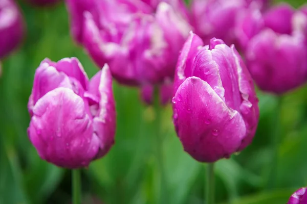 Belles Fleurs Décoratives Fleurissent Dans Jardin Tulipes Keukenhof Aux Pays — Photo