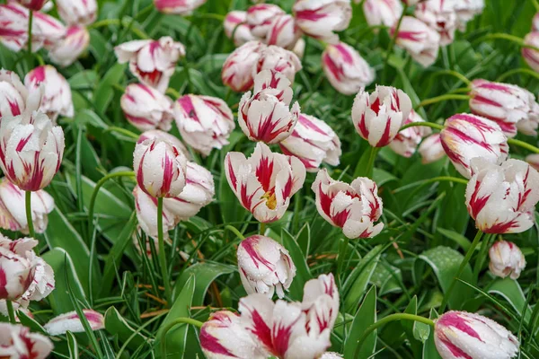 Lindas Flores Decorativas Florescem Jardim Tulipa Keukenhof Holanda Flores Coloridas — Fotografia de Stock