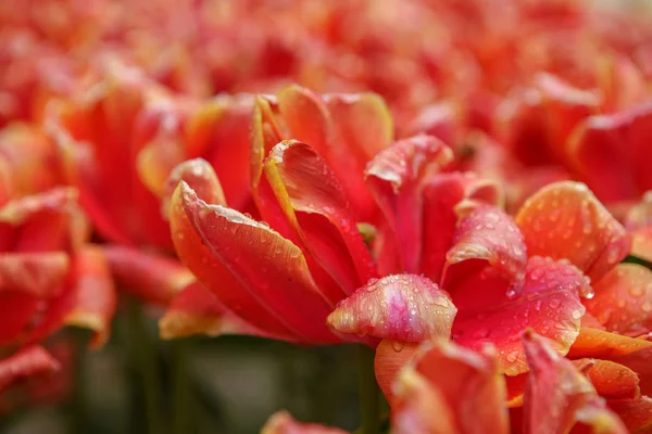 Egzotik bahar çiçekleri Hollanda'da yetişir. Yakın çekimde güzel Hollanda çiçek tarlası. Çiçek arka plan tasarımı için dekoratif renkli bitkiler.