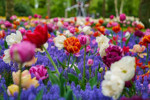 Holländsk Blom Fältet Blommar Vårsäsongen Exotiska Dekorativa Växter Växer Fält — Stockfoto