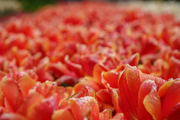 Florescer Campo Flores Holandês Temporada Primavera Plantas Decorativas Exóticas Crescendo — Fotografia de Stock