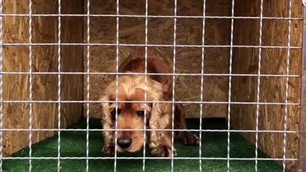 Perro Spaniel Dorado Perdido Jaula Refugio Animales Filmación Triste Cachorro — Vídeos de Stock