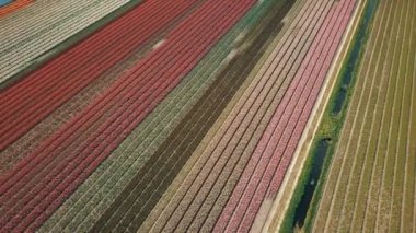 KEUKENHOF, NETHERLANDS - 26 Nisan 2019: Güzel Hollanda lalelerinin hava aracı görüntüleri Keukenhof Bahçeleri 'nin dışındaki tarlalarda çiçek açıyor. Renkli lale çiçeklerinin üzerinde uçan video kamera uçuşu