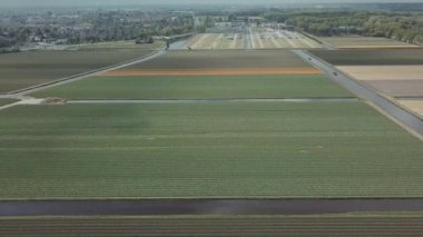 KEUKENHOF, NETHERLANDS - 26 Nisan 2019: Güzel Hollanda lalelerinin hava aracı görüntüleri Keukenhof Bahçeleri 'nin dışındaki tarlalarda çiçek açıyor. Renkli lale çiçeklerinin üzerinde uçan video kamera uçuşu