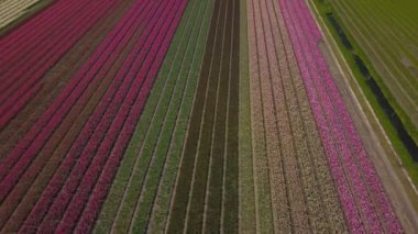 KEUKENHOF, NETHERLANDS - 26 Nisan 2019: Güzel Hollanda lalelerinin hava aracı görüntüleri Keukenhof Bahçeleri 'nin dışındaki tarlalarda çiçek açıyor. Renkli lale çiçeklerinin üzerinde uçan video kamera uçuşu