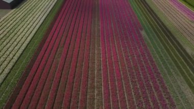 KEUKENHOF, NETHERLANDS - 26 Nisan 2019: Güzel Hollanda lalelerinin hava aracı görüntüleri Keukenhof Bahçeleri 'nin dışındaki tarlalarda çiçek açıyor. Renkli lale çiçeklerinin üzerinde uçan video kamera uçuşu