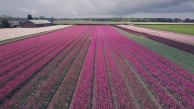 KEUKENHOF, NETHERLANDS - 26 Nisan 2019: Güzel Hollanda lalelerinin hava aracı görüntüleri Keukenhof Bahçeleri 'nin dışındaki tarlalarda çiçek açıyor. Renkli lale çiçeklerinin üzerinde uçan video kamera uçuşu