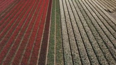 KEUKENHOF, NETHERLANDS - 26 Nisan 2019: Güzel Hollanda lalelerinin hava aracı görüntüleri Keukenhof Bahçeleri 'nin dışındaki tarlalarda çiçek açıyor. Renkli lale çiçeklerinin üzerinde uçan video kamera uçuşu