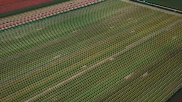 Keukenhof オランダ Apri 2019 美しいオランダのチューリップの空中ドローン映像がKeukenhof Gardensの外のフィールドに咲きます カラフルなチューリップの花の上を飛行するビデオカメラ — ストック動画
