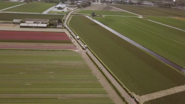 Keukenhof Netherlands April 2019 Aerial Drone Footage Beautiful Dutch Tulips — Stock Video