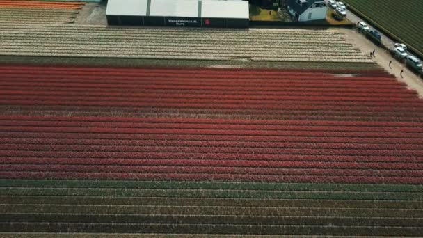 Кеукенхоф Нидерланды Апреля 2019 Кадры Красивых Голландских Тюльпанов Цветущих Полях — стоковое видео